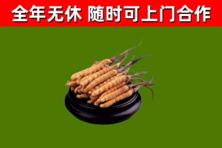 克孜勒苏回收冬虫夏草